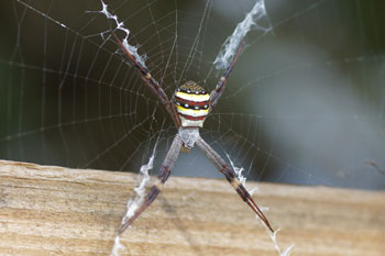 Atherton. St. Andrew's Cross spider.