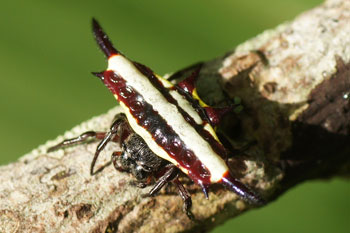 Atherton. Spider (Gasteracantha fornicata).