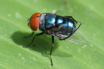 Kuranda. Hairy Maggot Blowfly (Chrysomya rufifacies).