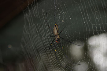 Kuranda Golden Orb (Nephila pilipes). 