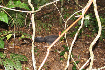 In the bushes near the cable car walked an Australian Brushturkey. 