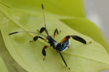 Trinity Beach. Leaf Footed Bug or Big Legged Bug in the family Coreidae. Nymph Mictis species????