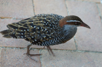 Buff Banded Rail (Gallirallus philippensis). 