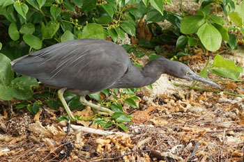 Eastern Reef Heron (Egretta sacra). 