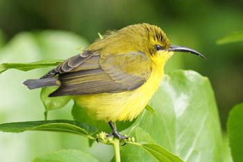 Olive-backed Sunbird (Nectarinia jugularis) ???