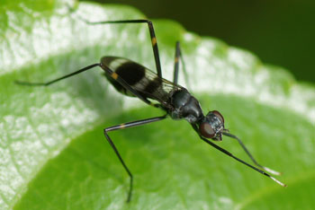 Green Island. Stilt-legged fly, Mimegralla australica. Family Micropezidae.