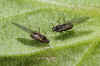  Campion aphids (Brachycaudus lychnidis). Tribe Macrosiphini. Subfamily Aphidinae. Family Aphids (Aphididae).