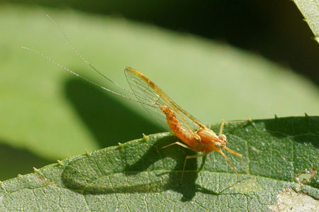 Haft, ndagsvlieg, Cloeon dipterum. Familie Baetidae