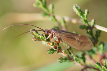 Anabolia nervosa.Familiy Limnephilidae. Order Caddisflies (Trichoptera).