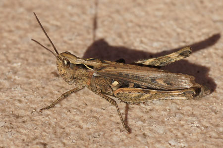 Chorthippus biguttulus-group. Family Acrididae. Female. Common field grasshopper (Chorthippus brunneus), bow-winged grasshopper (Chorthippus biguttulus) and Chorthippus mollis  