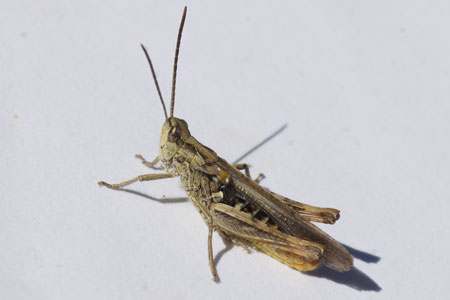 Common Field Grasshopper (Chorthippus brunneus). male. Family Acrididae.