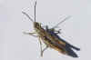 Common Field Grasshopper (Chorthippus brunneus). Male. Family Acrididae.