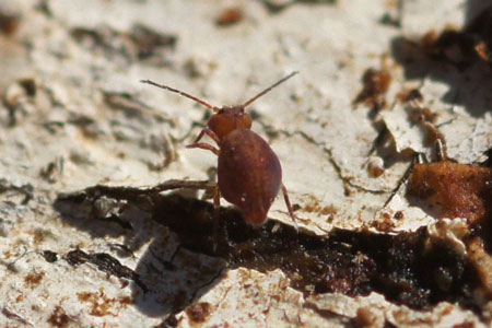 Dicyrtoma fusca. Familie Springstaarten (Collembola).