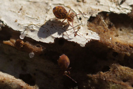 Dicyrtomina ornata. Family Dicyrtomidae. Class (Collembola).