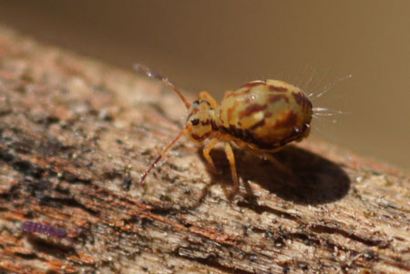 Dicyrtomina saundersi. Family Dicyrtomidae. Class (Collembola).