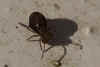 Dicyrtomina saundersi. Family Dicyrtomidae. Class (Collembola).