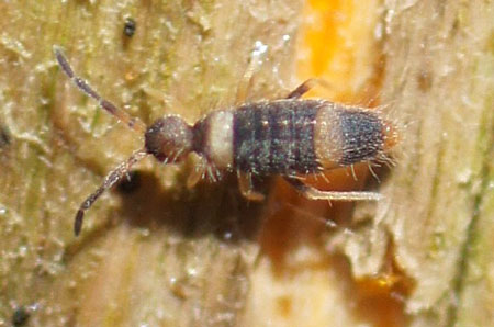 Entomobrya albocincta. Family Entomobryidae. Class springtails (Collembola).