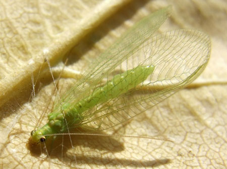 Green lacewing (Chrysoperla carnea).Family Chrysopidae. Order Neuroptera.