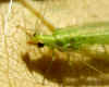 Green lacewing (Chrysoperla carnea).Family Chrysopidae. Order Neuroptera.