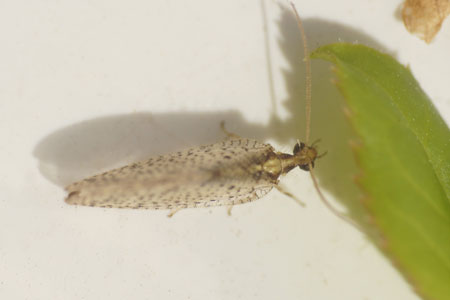 Hemerobius humulinus. Family brown lacewings (Hemerobiidae). Order Neuroptera. 