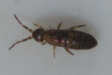 Heteromurus major. Family Entomobryidae. Class springtails (Collembola).