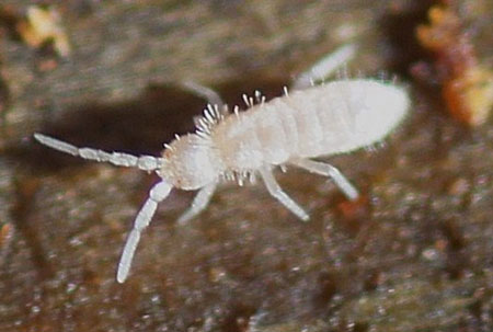 Heteromurus nitidus.Family Entomobryidae. Class springtails (Collembola).