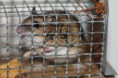 Huismuis (Mus musculus). Familie Muisachtigen (Muridae).