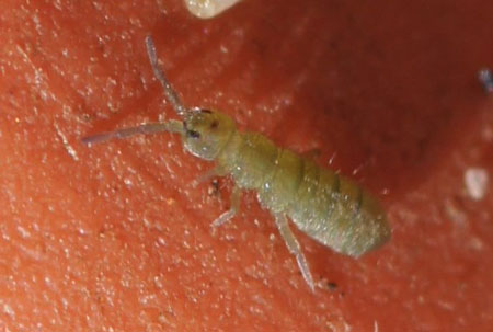 Isotoma viridis. Family Isotomidae. Class springtails (Collembola).