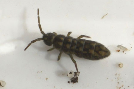 Isotomurus maculatus. Family Isotomidae. Class springtails (Collembola).