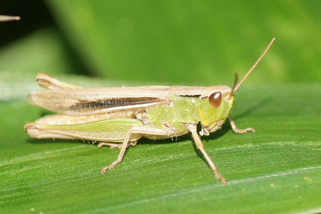 Lesser Marsh Grasshopper(Chorthippus albomarginatus). Family Acrididae.