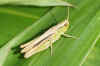 Lesser Marsh Grasshopper(Chorthippus albomarginatus). Family Acrididae.