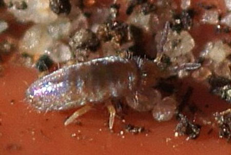 Lepidocyrtus violaceus or Lepidocyrtus cyaneus. Family Entomobryidae. Class springtails (Collembola).