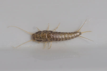 Gray silverfish, long-tailed silverfish or paper silverfish (Ctenolepisma longicaudata)  Family Lepismatidae.