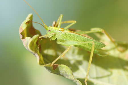 Oak bush-cricket, drumming katydid(Meconema thalassinum). Subfamily Meconematinae. Family bush-criket (Tettigoniidae).