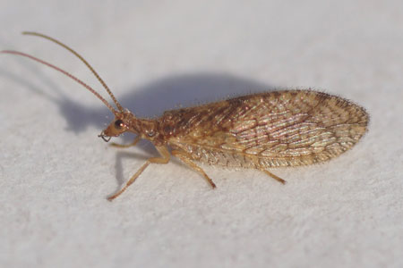 Micromus angulatus. Family brown lacewings (Hemerobiidae). Order Neuroptera.