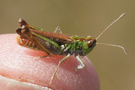 Mottled Grasshopper (Myrmeleotettix maculatus). Subfamily Gomphocerinae. Family Acrididae.