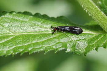 Mystacides azureus.Subfamily Leptocerinae. Familiy Leptoceridae. Order Caddisflies (Trichoptera).