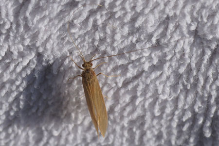 Oecetis ochracea.Familiy Leptoceridae. Order Caddisflies (Trichoptera).