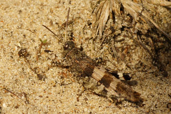 Blue-winged grasshopper (Oedipoda caerulescens). Subfamily Oedipodinae. Family Acrididae.