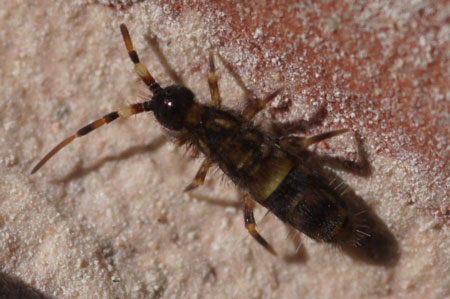 Orchesella cincta. Family Entomobryidae. Class springtails (Collembola).