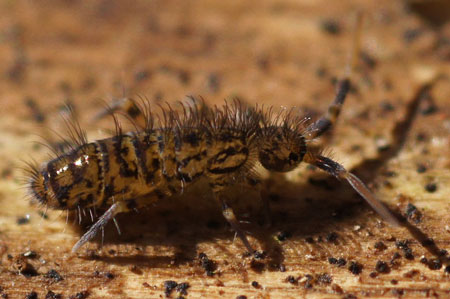 Orchesella villosa. Family Entomobryidae. Class springtails (Collembola).