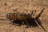 Orchesella villosa. Family Entomobryidae. Class springtails (Collembola).