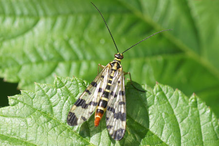 Scorpion fly, Panorpa vulgaris. Female. Family scorpion flies (Panorpidae). 