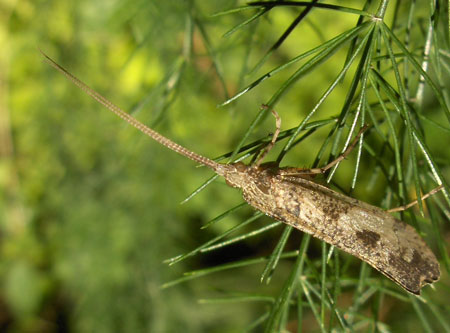 Caddisflies It is a Glyphotaelius pellucidus. FamiliyLimnephilidae. Order Caddisflies (Trichoptera).