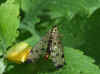 Scorpion fly, Panorpa germanica. Male. Family scorpion flies (Panorpidae).