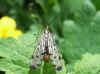 Scorpion fly, Panorpa germanica. Male. Family scorpion flies (Panorpidae).