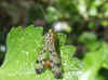 Scorpion fly, Panorpa germanica. Male. Family scorpion flies (Panorpidae).