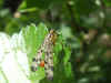 Scorpion fly, Panorpa germanica. Male. Family scorpion flies (Panorpidae).