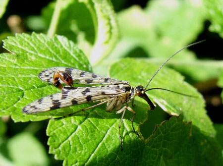 Scorpion fly, Panorpa vulgaris. Male. Family scorpion flies (Panorpidae).