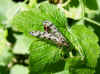 Scorpion fly, Panorpa vulgaris. Male. Family scorpion flies (Panorpidae).